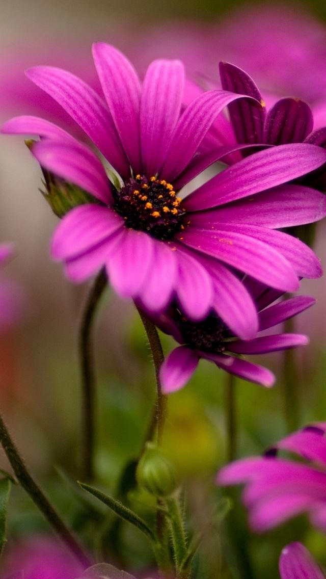 640x1136 Purple Daisies - purple iPhone Wallpaper
