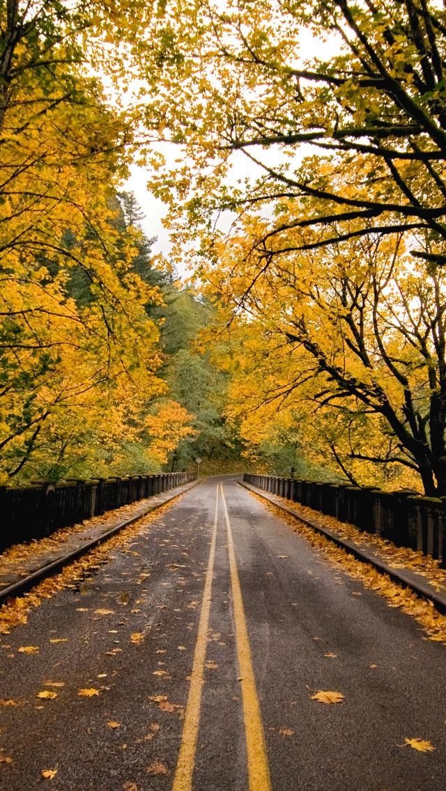 640x1136 Autumn Road - autumn iPhone Wallpaper