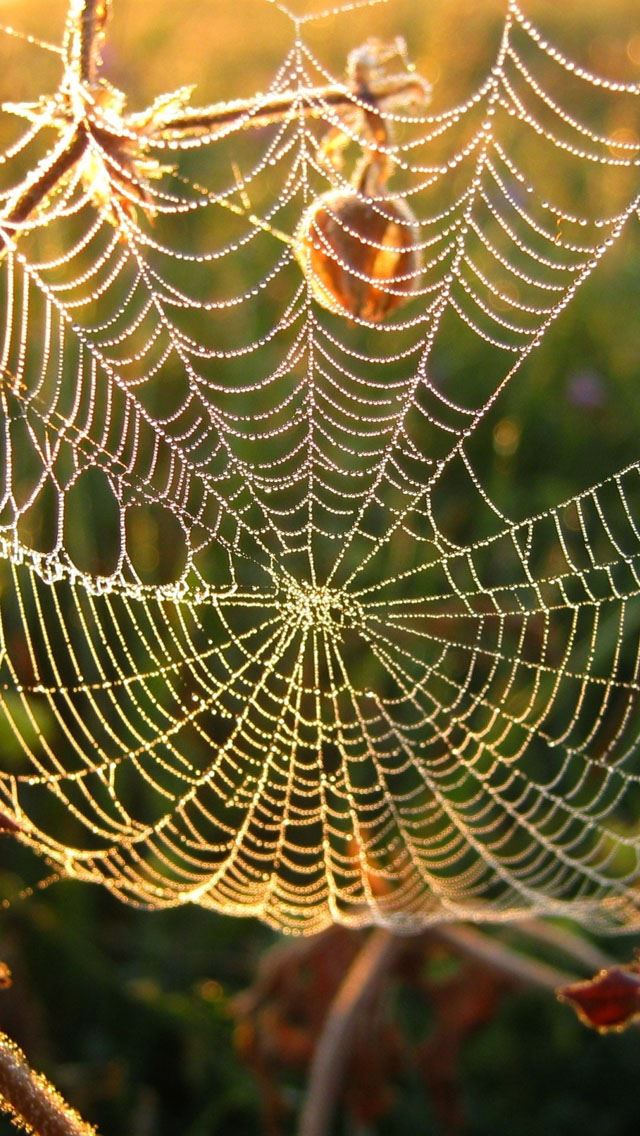 640x1136 Dew on spider web - spider web iPhone Wallpaper