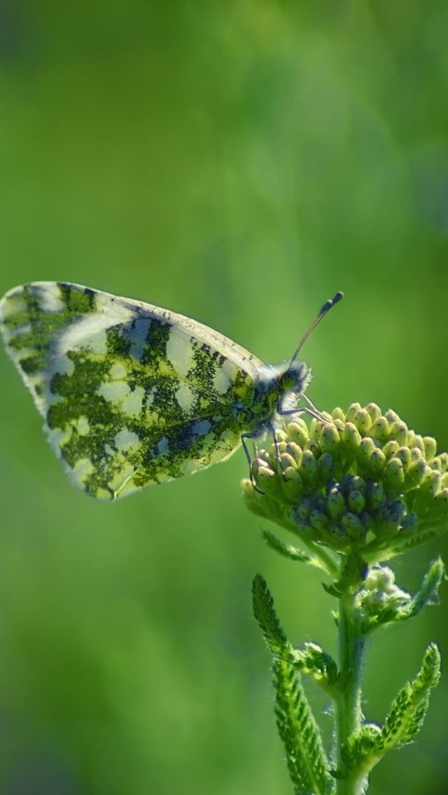 640x1136 Armenia Butterfly - armenia iPhone Wallpaper