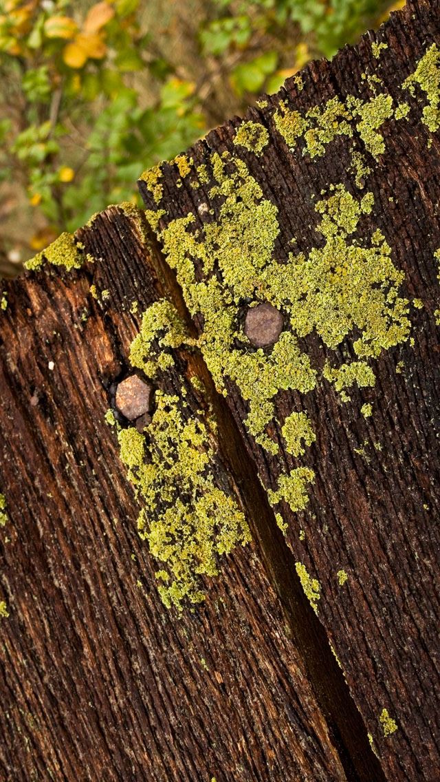 640x1136 Moss on wood - wood iPhone Wallpaper