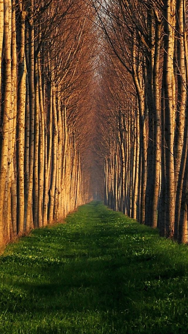 640x1136 Path Lined With Trees - trees iPhone Wallpaper