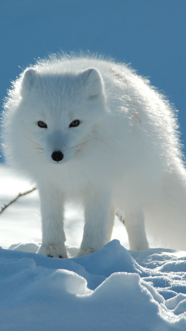 640x1136 White Fox -  iPhone Wallpaper