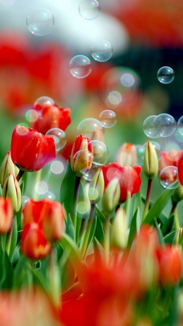 640x1136 Tulips And Bubbles - bubbles iPhone Wallpaper