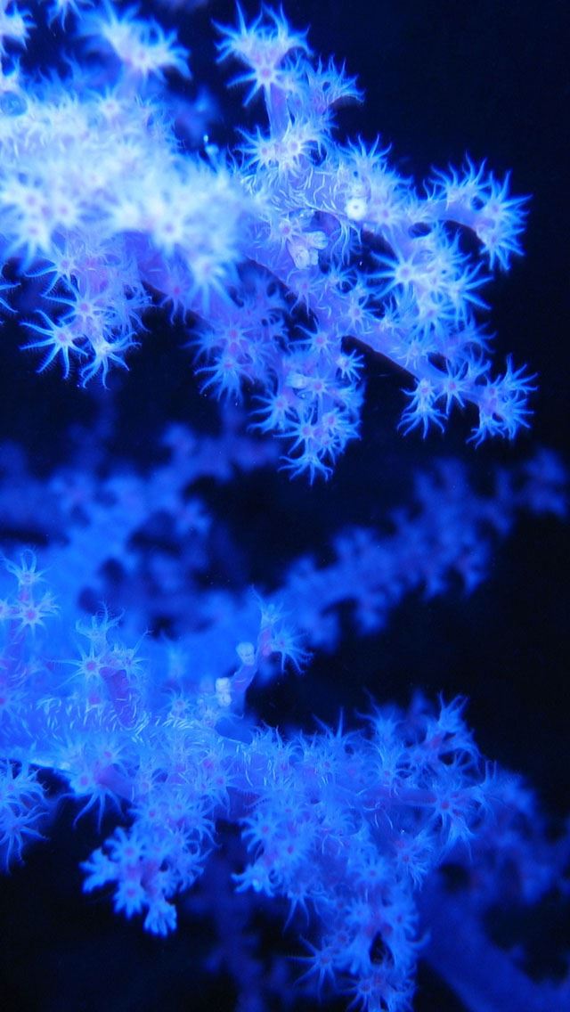 640x1136 Blue phosphorescent corals -  iPhone Wallpaper