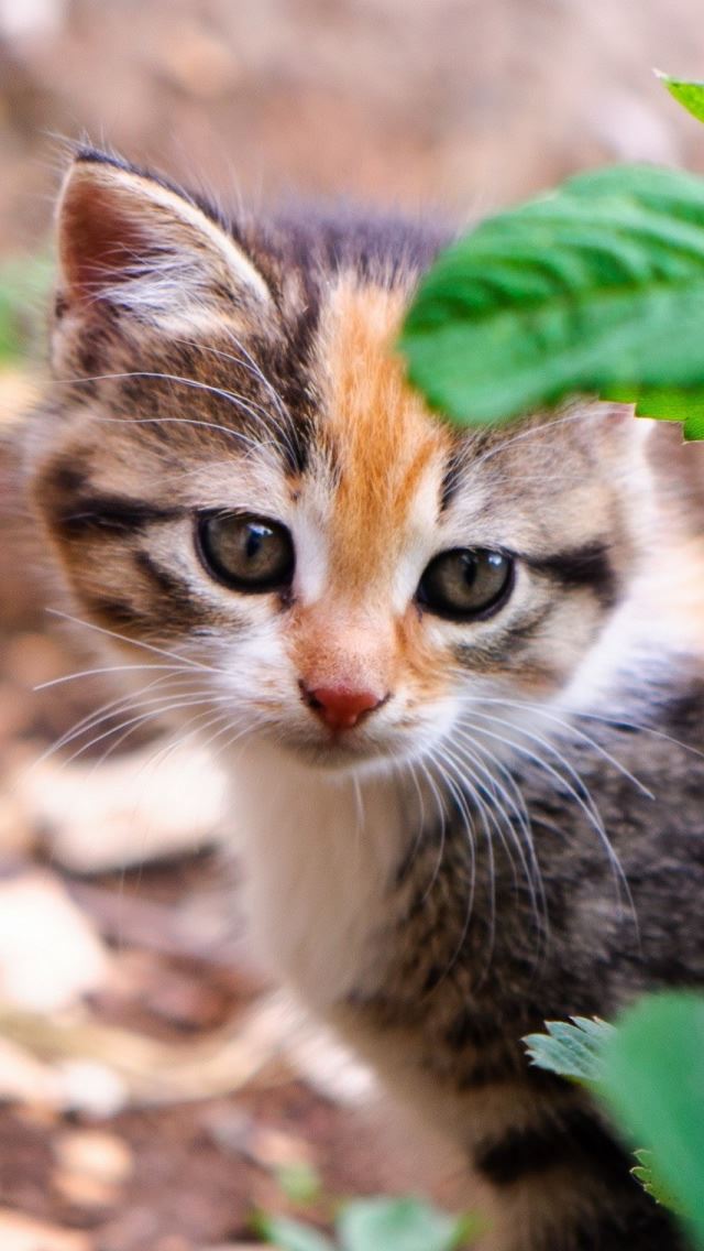 640x1136 Kitten Behind Leafs -  iPhone Wallpaper