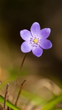 Violet flower wallpaper