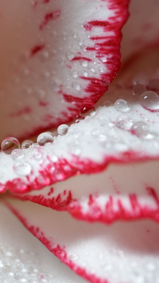 640x1136 Droplets - flower iPhone Wallpaper