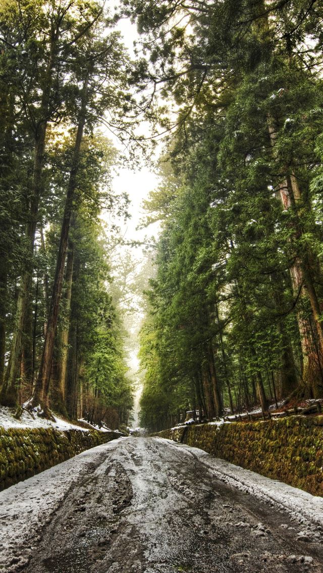 640x1136 Old forest alley - trees iPhone Wallpaper