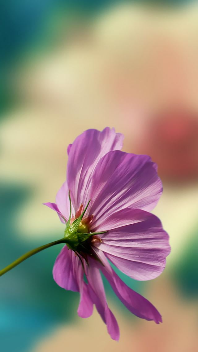 640x1136 Cosmos - purple iPhone Wallpaper