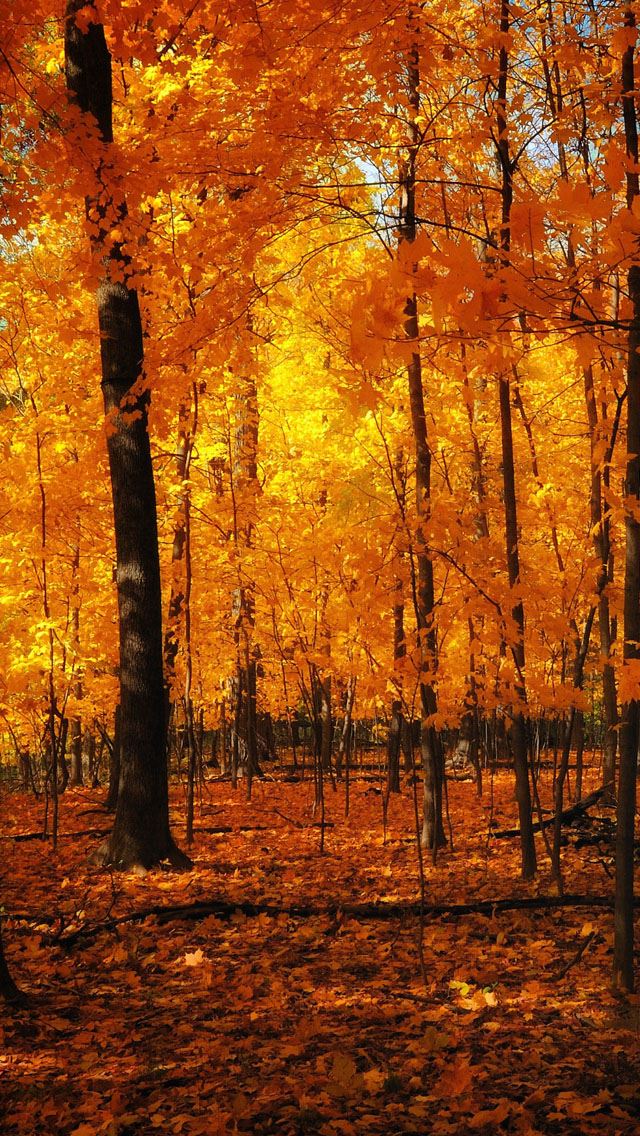 640x1136 Orange Forest - defoliation iPhone Wallpaper