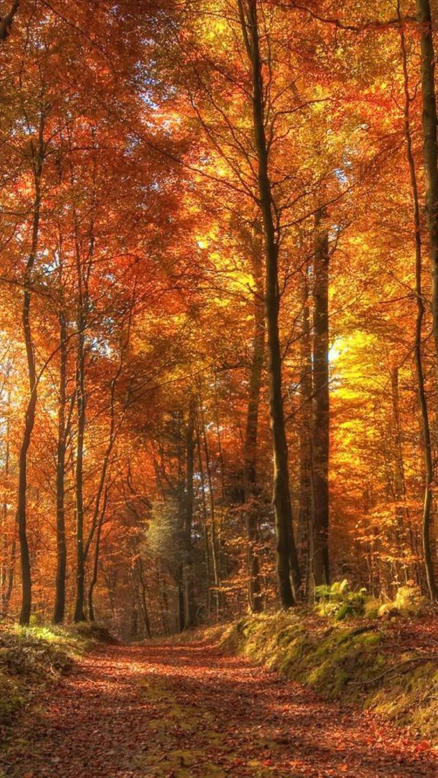 640x1136 Path In The Forest - path iPhone Wallpaper