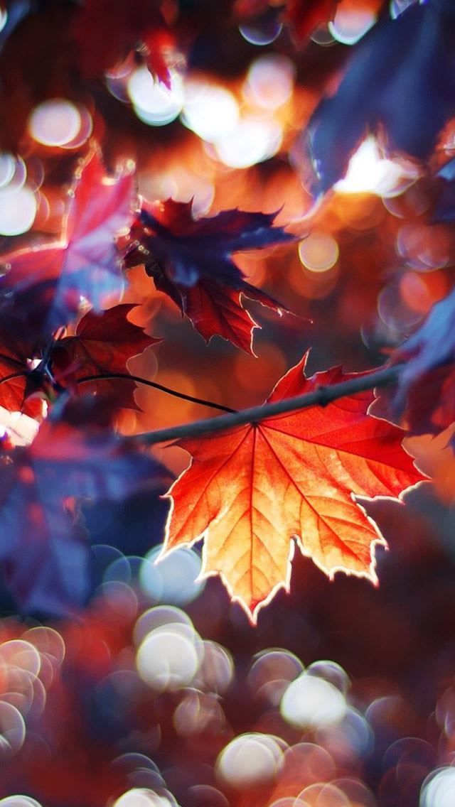 1284x2778 Autumn Leaves - branch iPhone Wallpaper