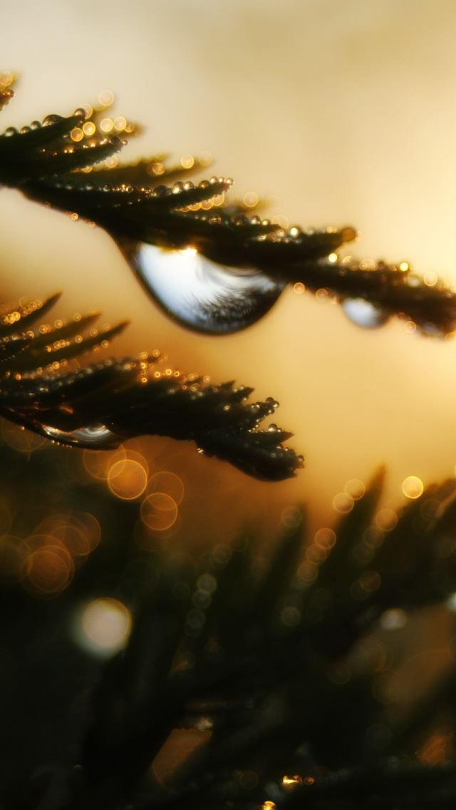 640x1136 Water Drops Bokeh - circle iPhone Wallpaper