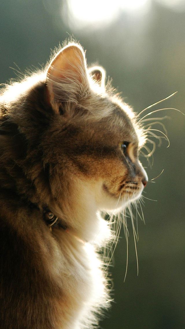 640x1136 Nice Cat -  iPhone Wallpaper