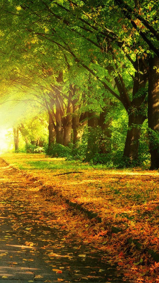 640x1136 Autumn path - trees iPhone Wallpaper