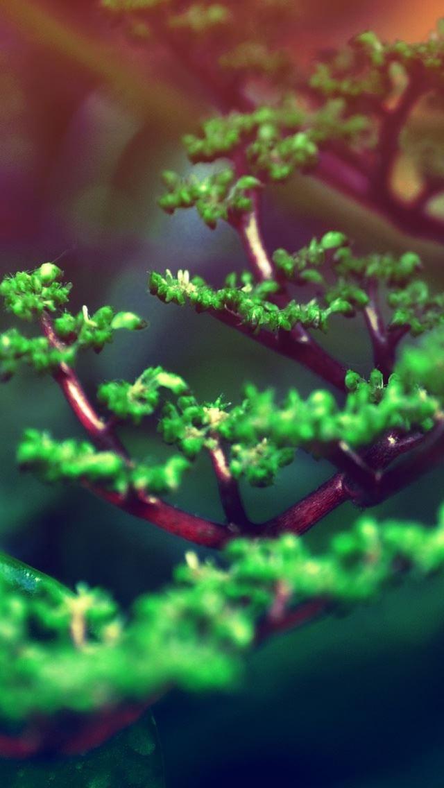 640x1136 Fresh Tree Buds - branch iPhone Wallpaper