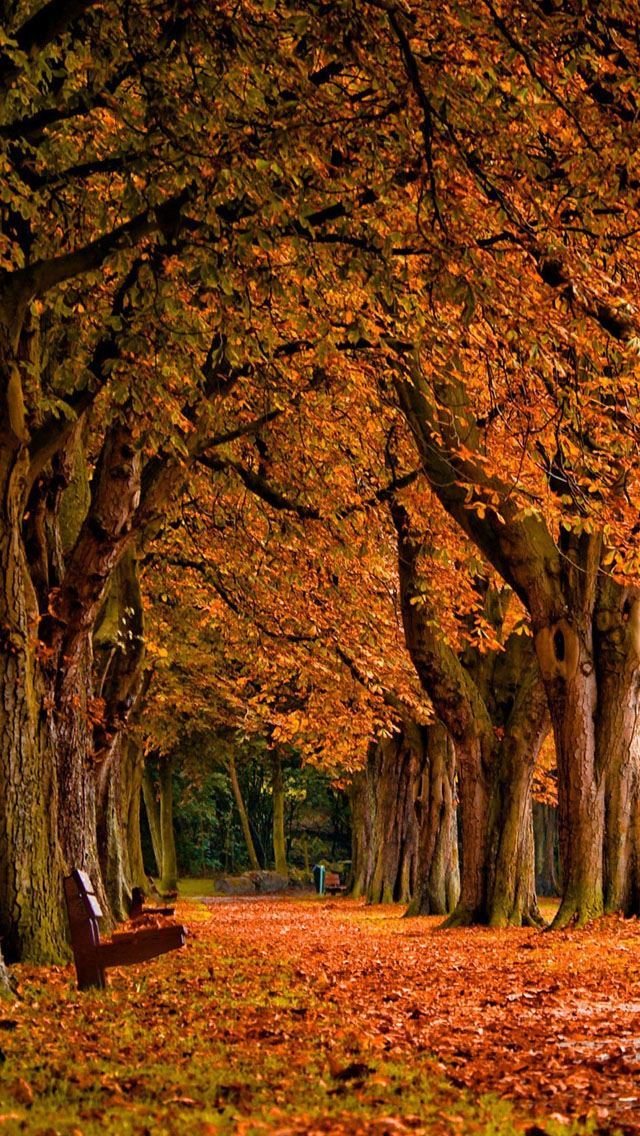 1284x2778 Park Autumn - trees iPhone Wallpaper