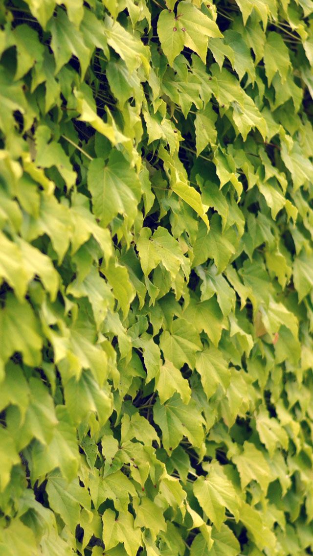 640x1136 Ivy wall summer - wall iPhone Wallpaper