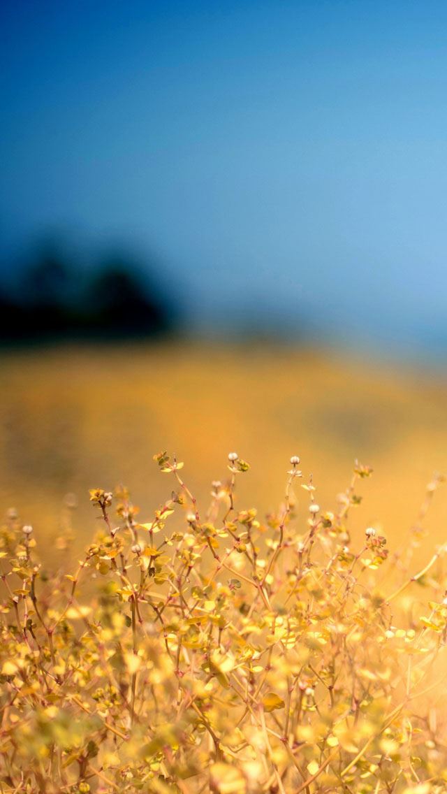 640x1136 Weeds - weeds iPhone Wallpaper