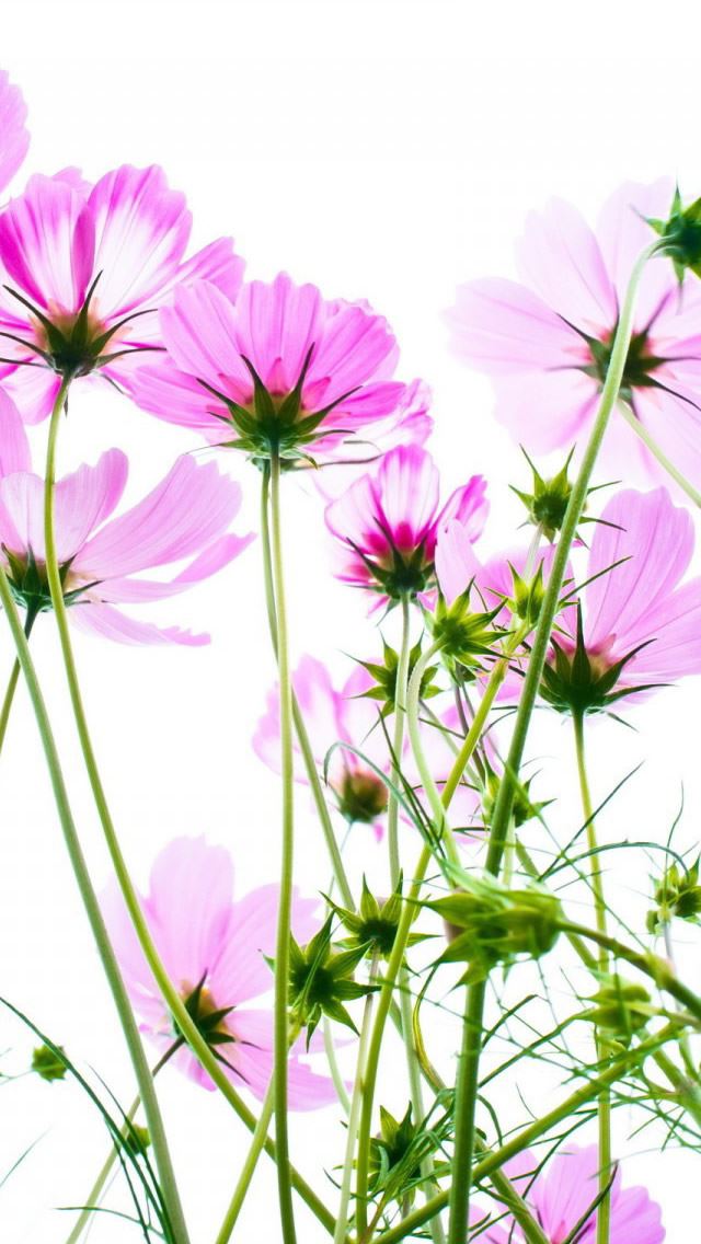 640x1136 Pink Cosmos - leaf iPhone Wallpaper