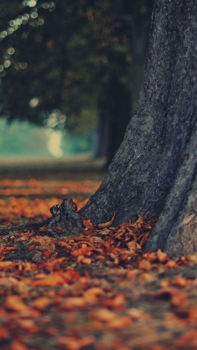 640x1136 Tree trunk - defoliation iPhone Wallpaper