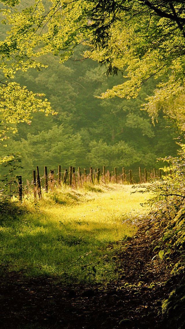 640x1136 Summer day in the forest - road iPhone Wallpaper