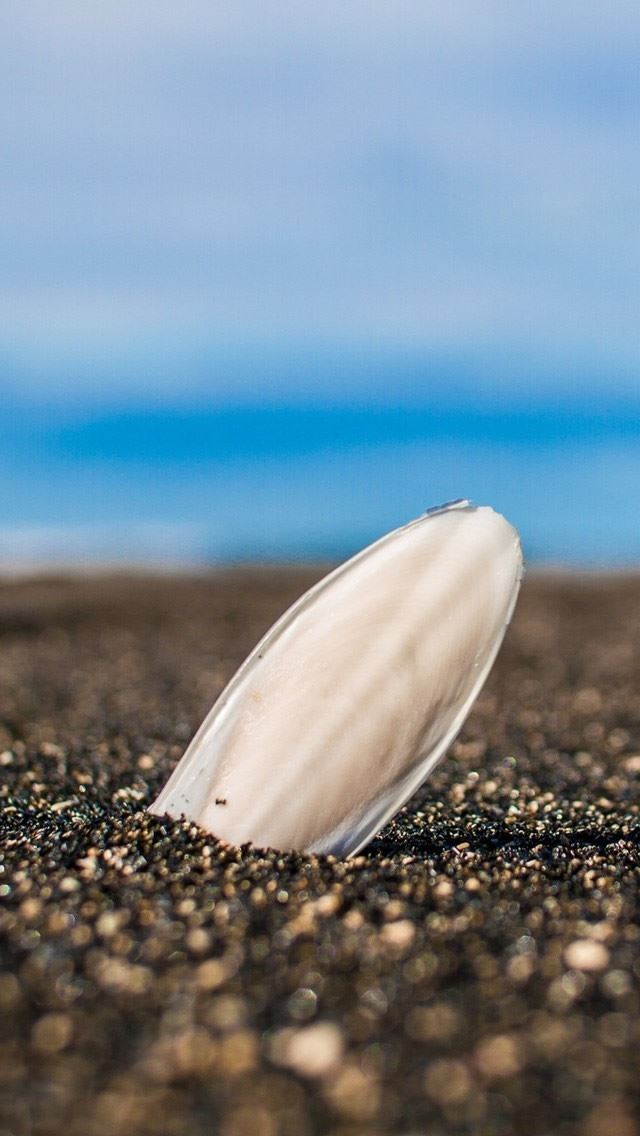 640x1136 Lone Shell In The Sand - sea iPhone Wallpaper