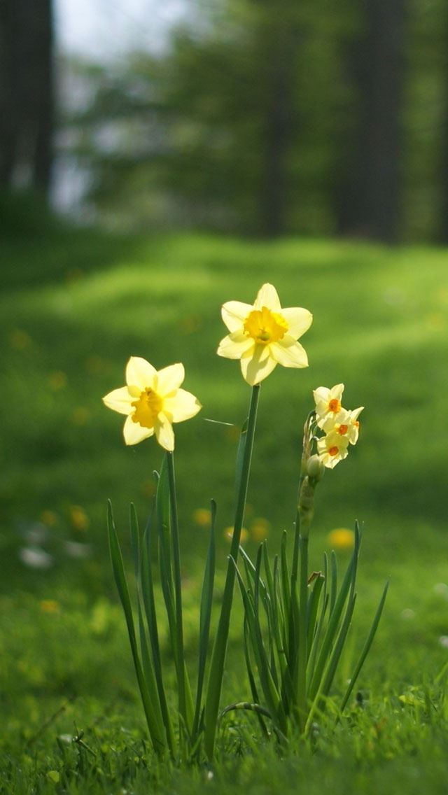 640x1136 Daffodils flowers  - flowers iPhone Wallpaper