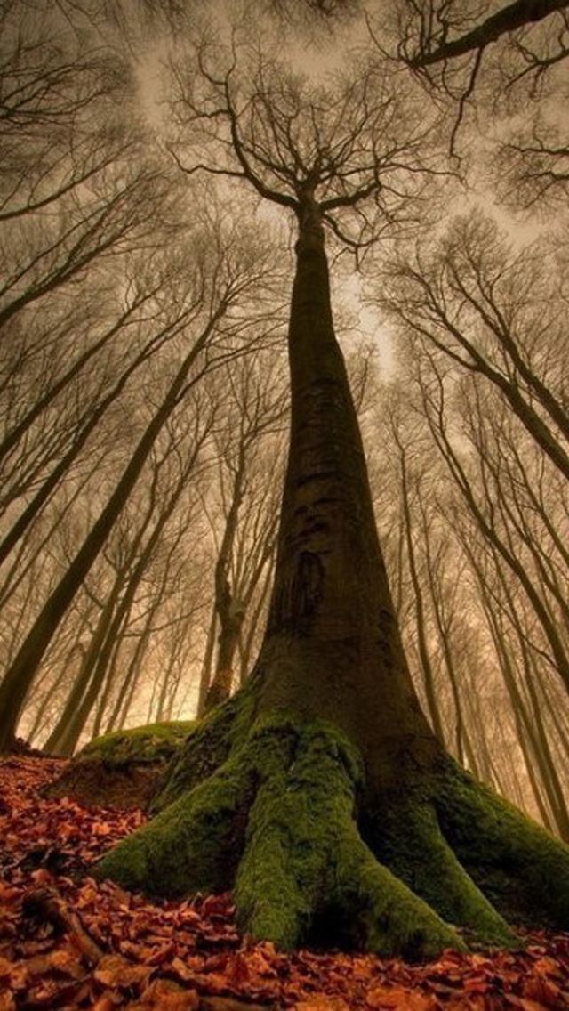 640x1136 Reach for the sky the trees - trees iPhone Wallpaper
