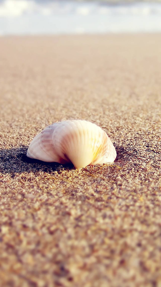 Seashells Wallpaper for iPhone 7 Plus
