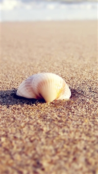 Beautiful seashells all colors | Shell art print, Seashell art, Sea shells