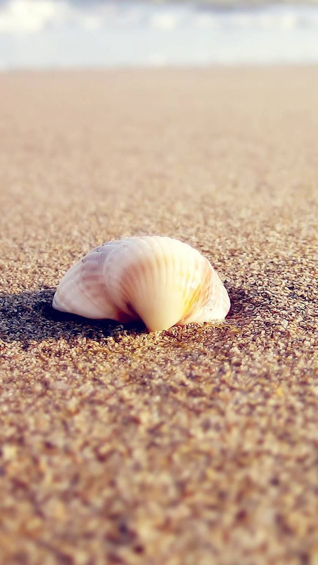 640x1136 Sea Shell On The Beach - sand iPhone Wallpaper