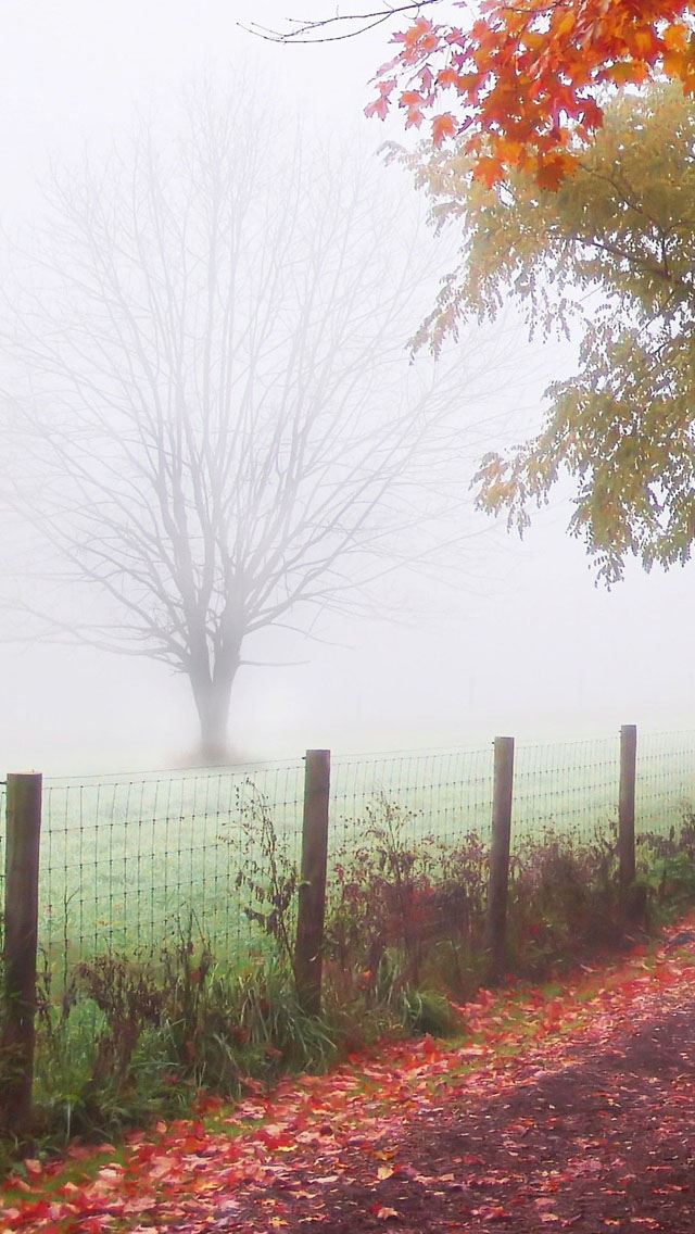 640x1136 Foggy day - tree iPhone Wallpaper