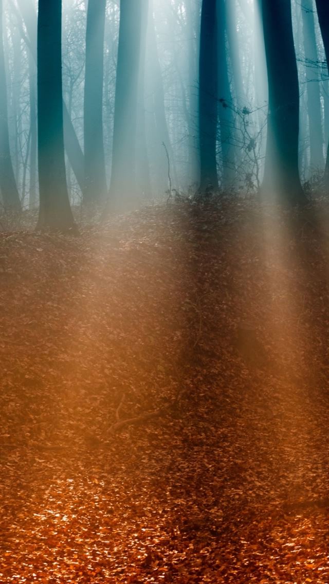 640x1136 Autumn Forest 5 - autumn iPhone Wallpaper