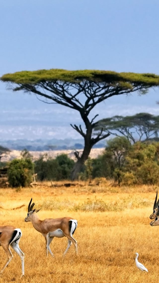 640x1136 Antelopes -  iPhone Wallpaper