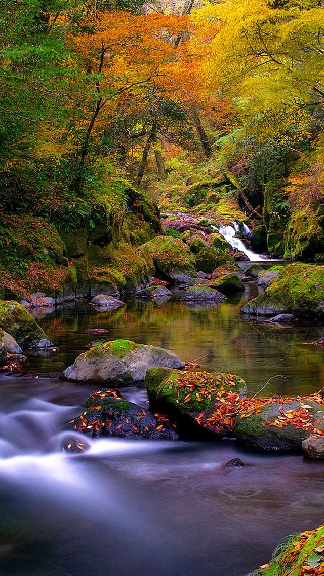 640x1136 Forest Creek Autumn - defoliation iPhone Wallpaper