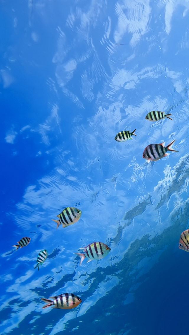 640x1136 Underwater Tropical Fish - underwater iPhone Wallpaper