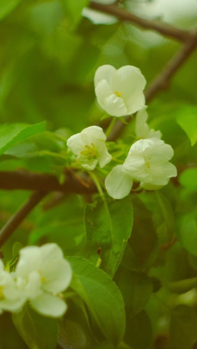 640x1136 Spring apple flowers - bokeh iPhone Wallpaper
