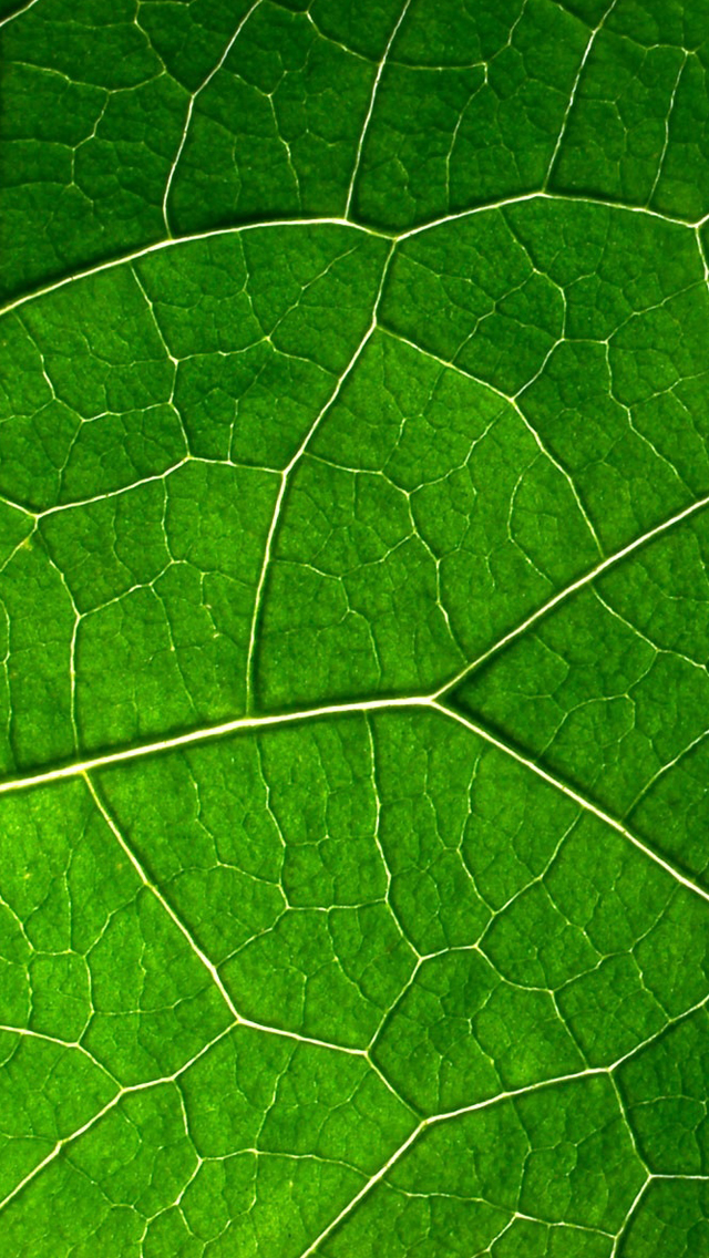 Leaf Vein IPhone Wallpapers Free Download