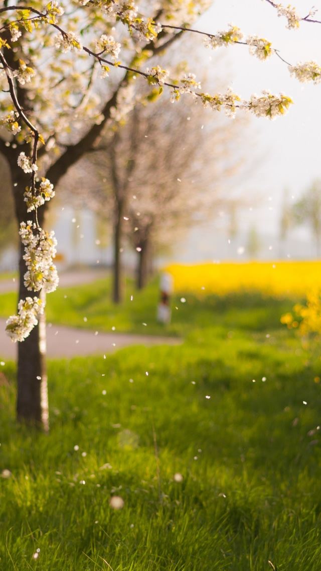 640x1136 Raining Petals - tree iPhone Wallpaper