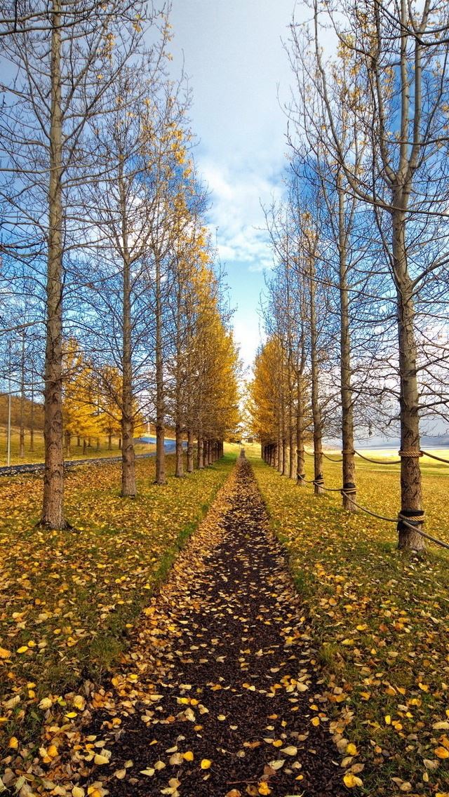 640x1136 Tree Path Landscape - road iPhone Wallpaper