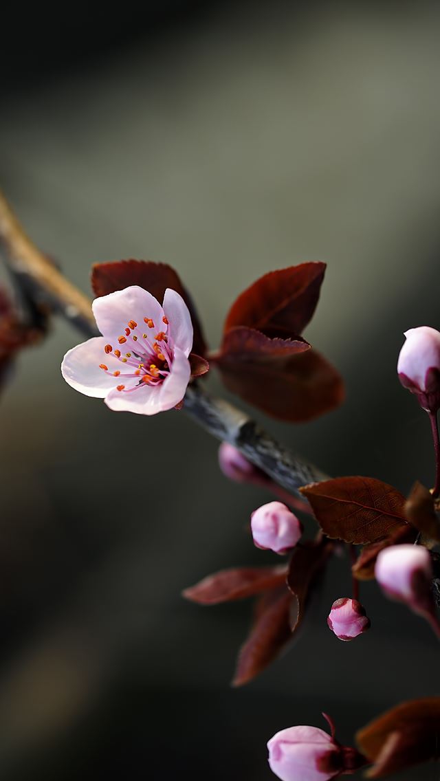 640x1136 Purple spring - pink iPhone Wallpaper