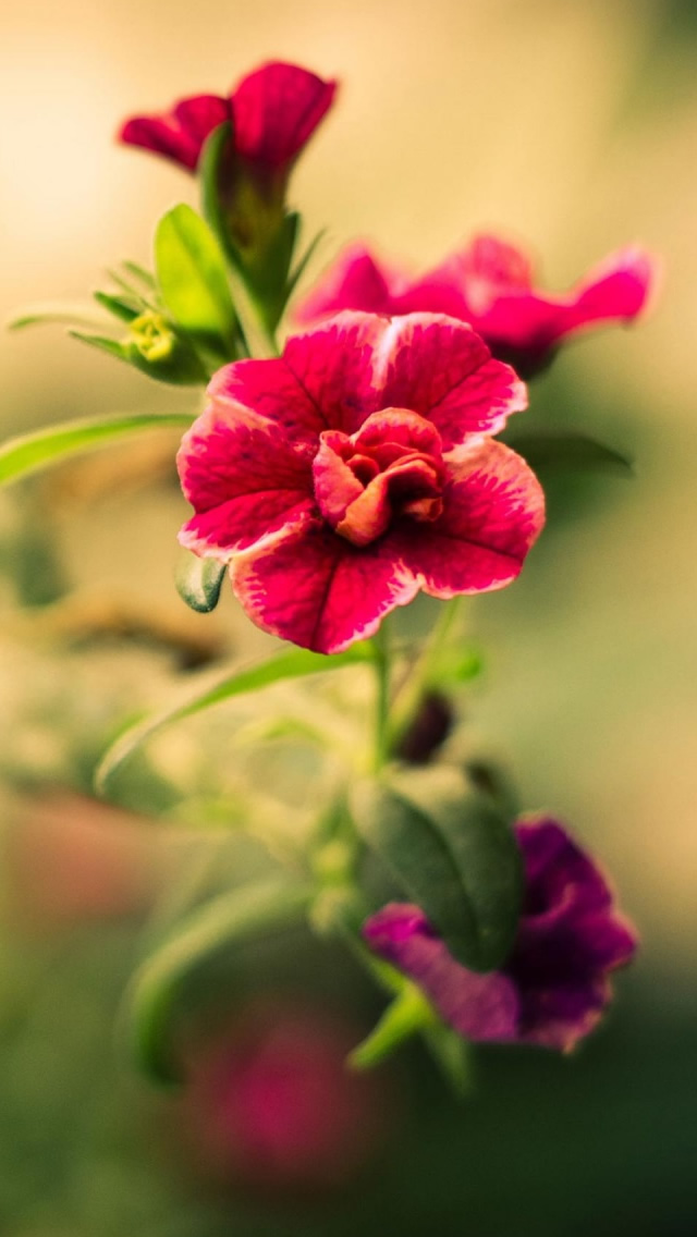 Red Blurry Flower iPhone Wallpapers Free Download