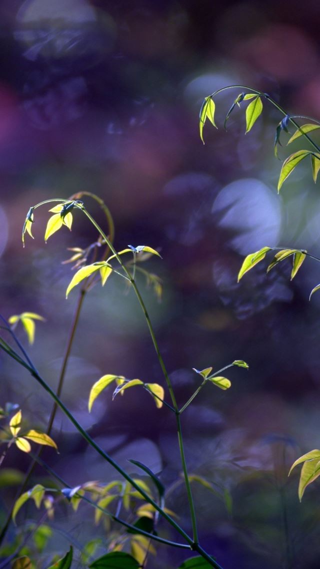 640x1136 Plant twigs bokeh - twigs iPhone Wallpaper