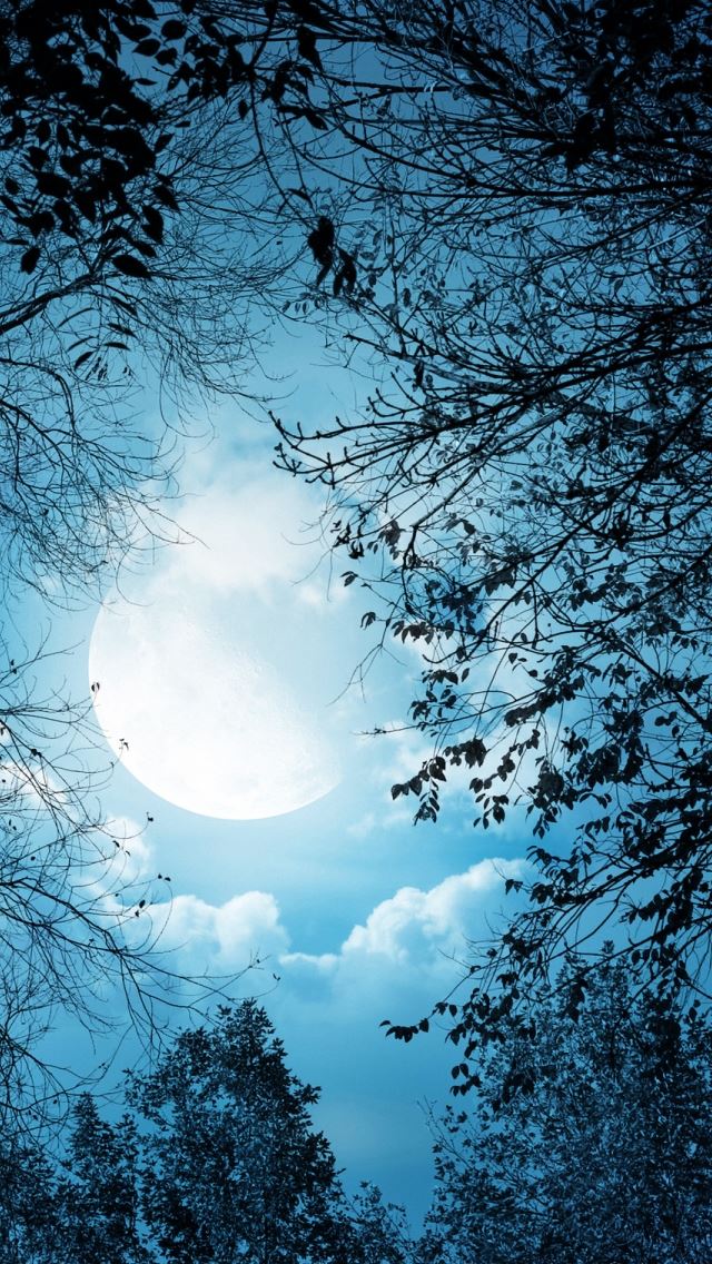 640x1136 White Autumn Night -  iPhone Wallpaper