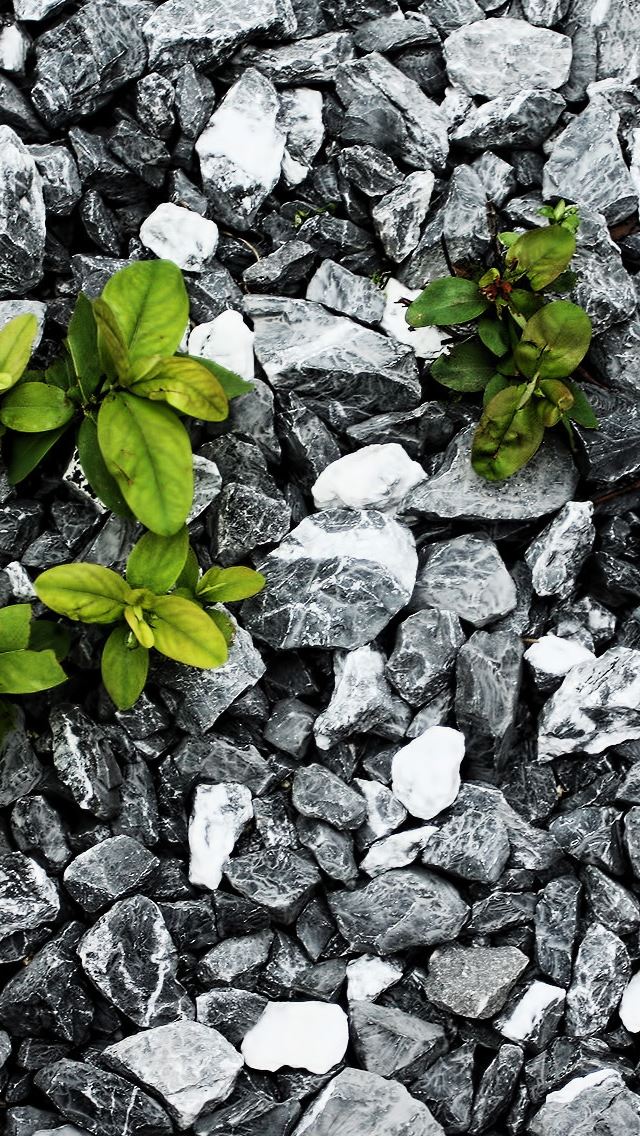 640x1136 Plants Between The Stones - leafs iPhone Wallpaper