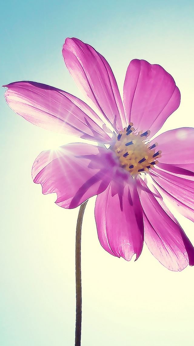 640x1136 Purple Magenta Flower - flower iPhone Wallpaper