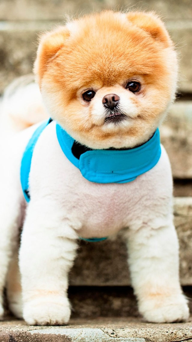 Pomeranian Puppy iPhone wallpaper 
