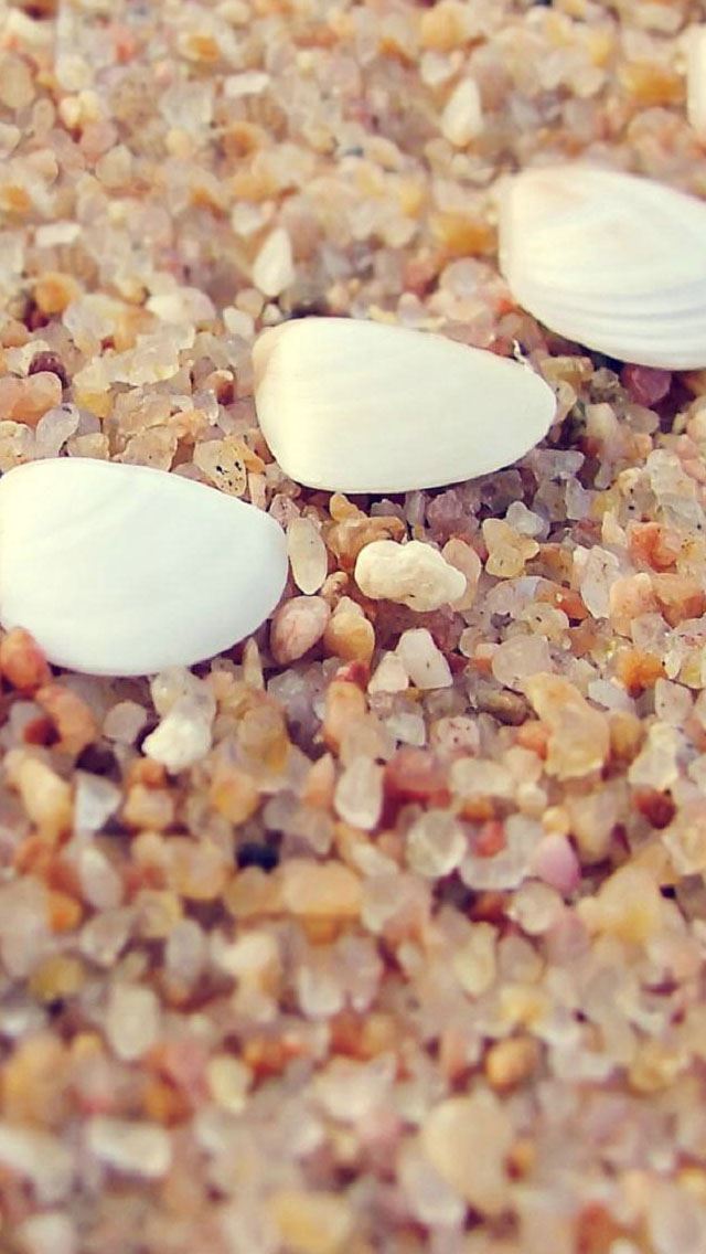 640x1136 Beach shells - shells iPhone Wallpaper